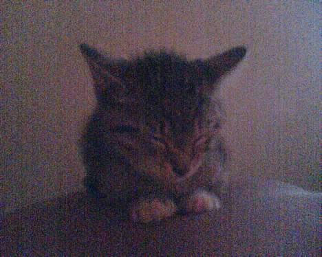 Huskat Pinille - Hvis ikke der sker noget kan man jo altid sove billede 14