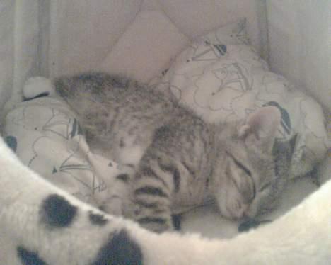 Huskat Pinille - Jeg har fået Simon´s gamle hus : D billede 15