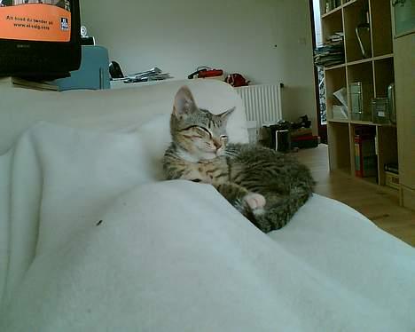 Huskat Pinille - Rævesover ! billede 16