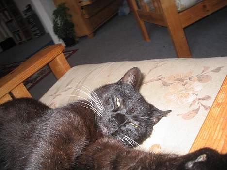 Huskat bertha - her hygger jeg mig  billede 6