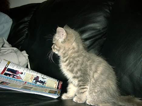 Huskat IzzY *Bor på en gård nu*  - Inde Hos Naboen, Som Lige Nappede Et Billed Af Hende :D billede 1