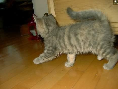 Huskat IzzY *Bor på en gård nu*  - Hun elsker bare at genere mine naboer (: billede 2