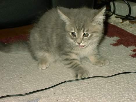 Huskat IzzY *Bor på en gård nu*  - HER! Har vi så den galesindede side af IzzY :D billede 3