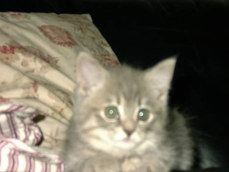 Huskat IzzY *Bor på en gård nu*  - Ved godt dette billed ikke er så godt, men hun er sgu svær at fange, ikke så tit hun stå stille mere end 1 min (: billede 5