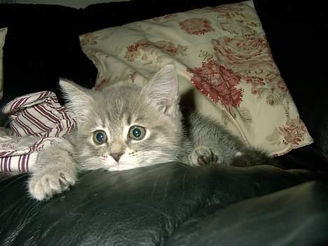 Huskat IzzY *Bor på en gård nu*  - Så er man lige blevet træt efter en dag fyldt med liv og leg :D billede 6