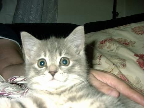 Huskat IzzY *Bor på en gård nu*  billede 7