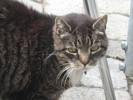 Huskat Sorte billede 1