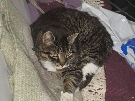 Huskat Sorte - hvem er det der kommer? billede 2