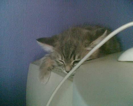 Huskat IzzY *Bor på en gård nu*  - Hun elsker bare at ligger på min skærm eller min højtaler. Ser monster sødt ud, men har aldrig forstået hvorfor =] billede 8