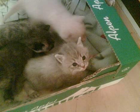 Huskat IzzY *Bor på en gård nu*  - Da hun var 15-16 dage gammel sammen med hendes søskende (: billede 9