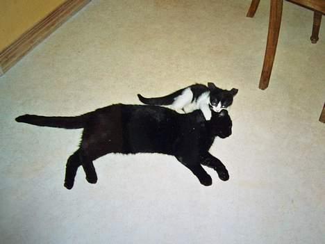 Blanding af racer Joe - Joe og sorte Leger .. billede 8