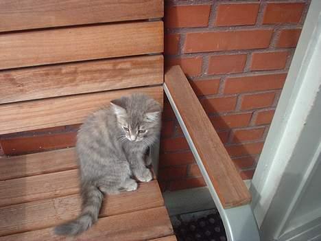 Huskat IzzY *Bor på en gård nu*  - Uha, det er skønt at være dronning,. billede 10