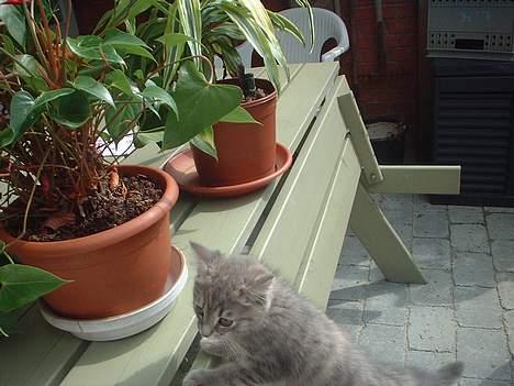 Huskat IzzY *Bor på en gård nu*  - Skal lige se til planterne ;p billede 11