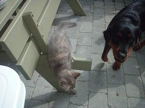 Huskat IzzY *Bor på en gård nu*  - Uha hunden kommer ! billede 12