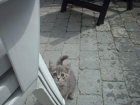 Huskat IzzY *Bor på en gård nu*  - Hvad er det du har i hånden mor ? :O billede 13