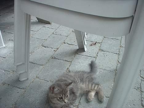 Huskat IzzY *Bor på en gård nu*  - Nøøj, se mig lige engang er jeg ikke bare lille og fiin =D billede 14