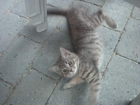 Huskat IzzY *Bor på en gård nu*  - Se mig! Se mig! Er jeg ikke bare kær  billede 15