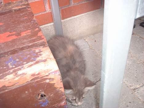 Huskat IzzY *Bor på en gård nu*  - Tit Tit billede 16