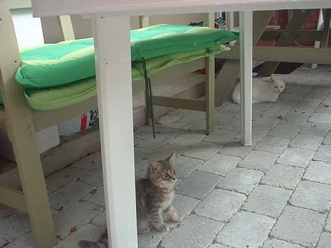 Huskat IzzY *Bor på en gård nu*  - Her sidder vi så. Og jeg er ikke sur endnu (: billede 17