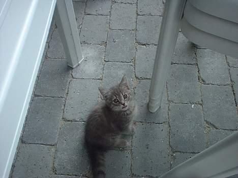 Huskat IzzY *Bor på en gård nu*  - Jeg er en prinsse =} billede 18