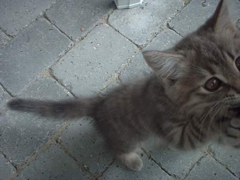 Huskat IzzY *Bor på en gård nu*  - Fik Dig :D billede 19