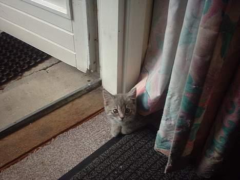 Huskat IzzY *Bor på en gård nu*  - Nøøj gadiner, må jeg lege med dem mons tro? billede 20