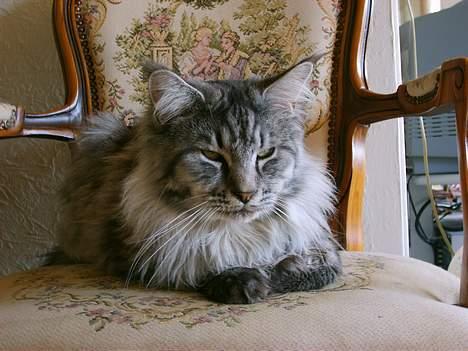Maine Coon Scar billede 15