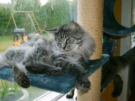 Maine Coon Scar billede 16