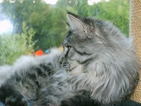 Maine Coon Scar billede 17