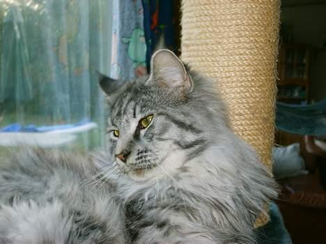 Maine Coon Scar billede 18