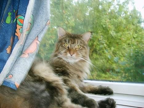 Maine Coon løvehulens mr copy  billede 5