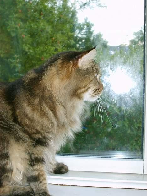 Maine Coon løvehulens mr copy  billede 6