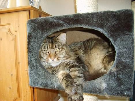 Maine Coon løvehulens mr copy  billede 7