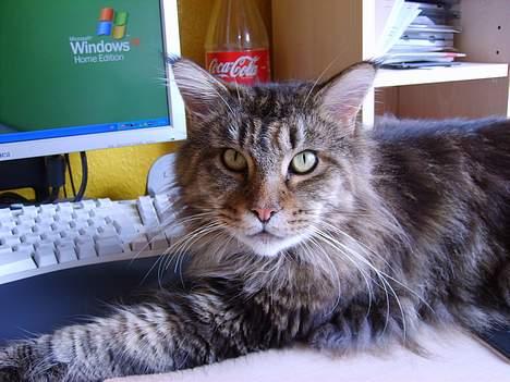 Maine Coon løvehulens mr copy  billede 8