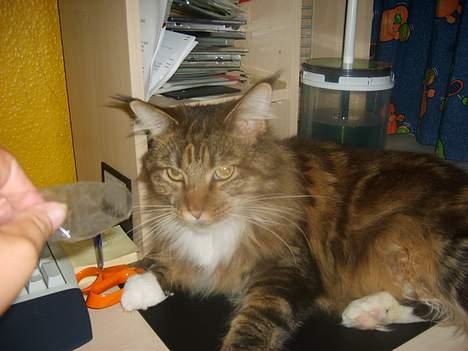 Maine Coon aviajas billie jean billede 12