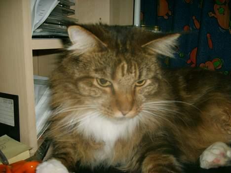 Maine Coon aviajas billie jean billede 13