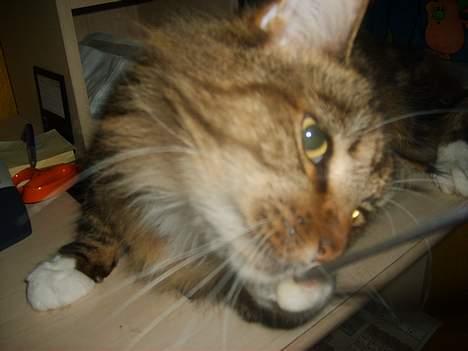 Maine Coon aviajas billie jean - haps der fik jeg lige fat i den  billede 14