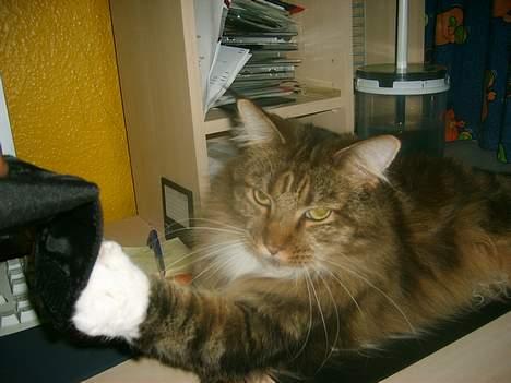 Maine Coon aviajas billie jean - lad mig få fat i den  billede 15