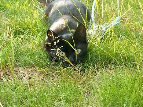 Huskat prinses billede 12