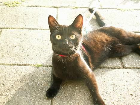 Huskat prinses billede 13