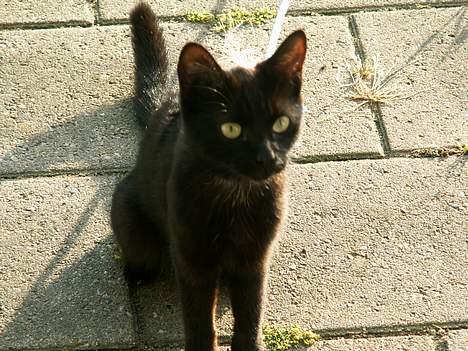 Huskat prinses billede 14