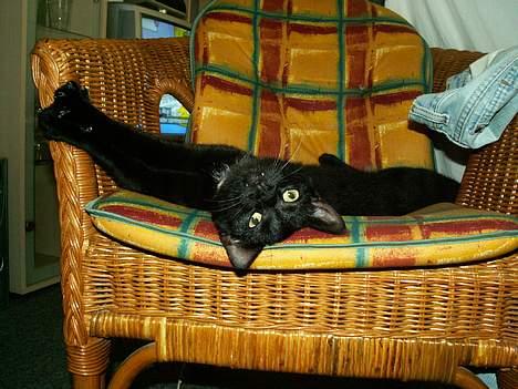 Huskat prinses billede 15