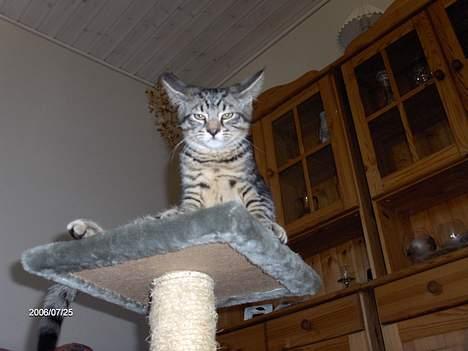 Huskat Zappa - Jeg var ikke klar til at blive fotograferet billede 1