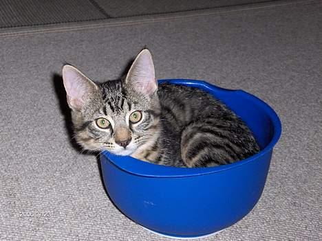 Huskat Zappa - Hvad laver du ? billede 2