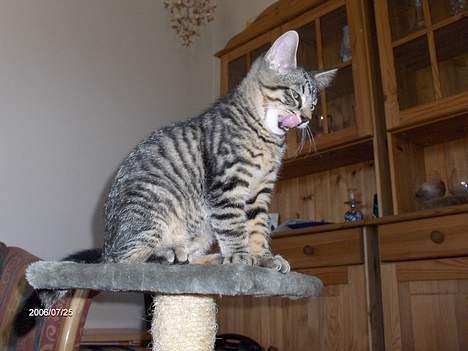 Huskat Zappa - Skal vi lege billede 3