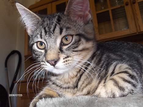 Huskat Zappa - Hej billede 4