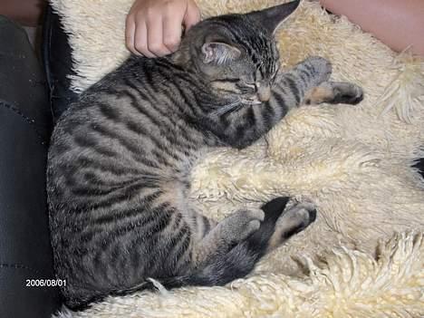 Huskat Zappa - Det er  degligt Maiken billede 5