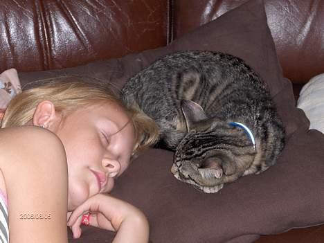 Huskat Zappa - Godnat.... billede 7