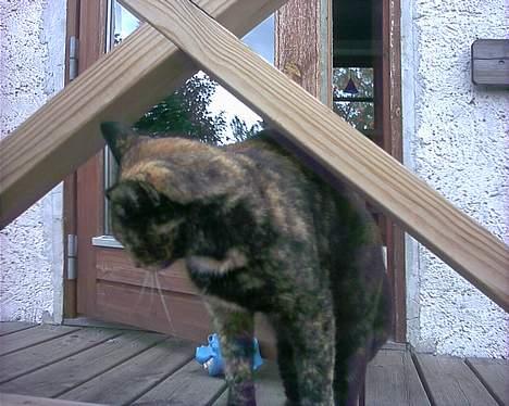 Huskat Tiger - iihhh hvor er jeg bare dejlig men ingen billder tak billede 10