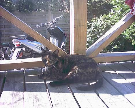 Huskat Tiger - aahhh solen er tilbage billede 11